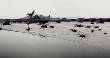 فرار 18 ألفا من مساكنهم بسبب هجوم العناكب والثعابين جراء فيضان أستراليا